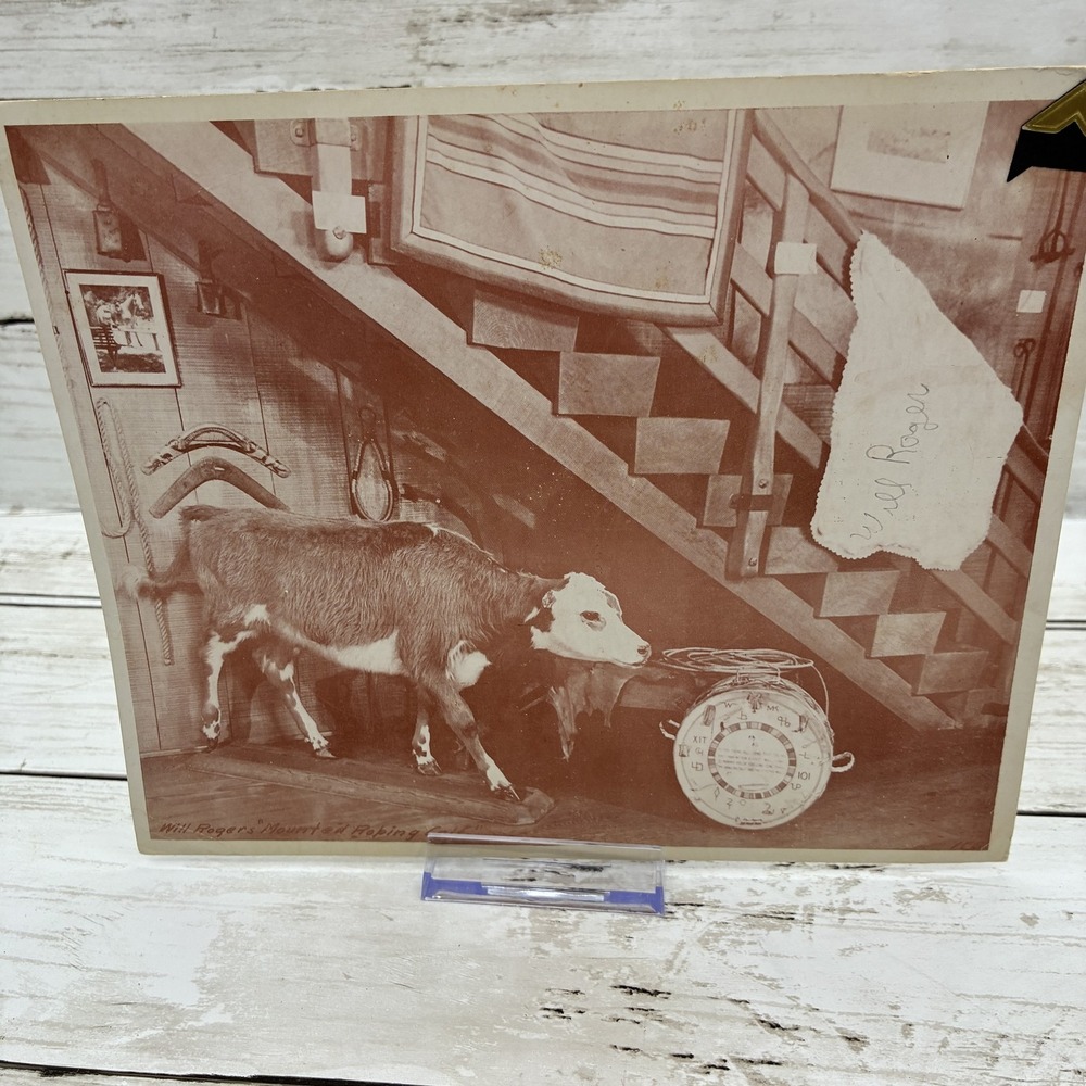 Vintage Giant Postcard Will Rogers Home Ranch Calf Inside State Park Santa